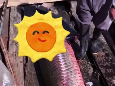 食人鱼真的能干掉巨骨舌鱼吗?? #亚马逊 #巨骨舌鱼