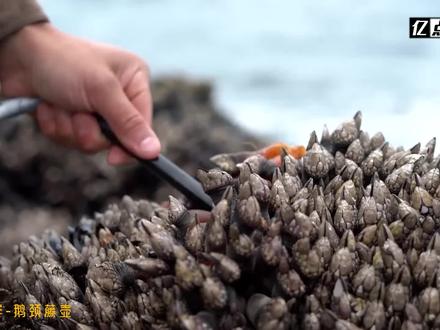 海洋中的“狗皮膏药”鹅颈藤壶,为什么这么贵? #鹅颈藤壶 #海鲜 #藤壶