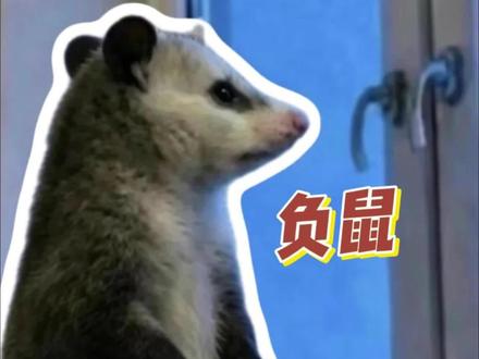 负鼠的负是负重的负吗?
自带趣味设定
表面淡定无事,内心早已乱糟糟
日常硬装从容,实则默默硬扛
妥妥当代打工人心态写照~
#负鼠#负鼠表情包 #打工人#精神状态