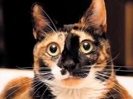 只知道玳瑁猫,却不知道玳瑁?#珠宝首饰 #珠宝 #知识分享