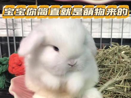 垂耳兔就这样萌翻人类! #萌宠出道计划 #兔子 #垂耳兔 #可爱