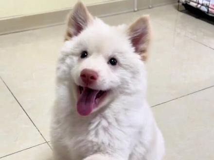 狗狗走路为什么总踩你脚? 笨手笨脚还是“盖章认证”?还是笨手笨脚。#狗狗 #铲屎官的乐趣