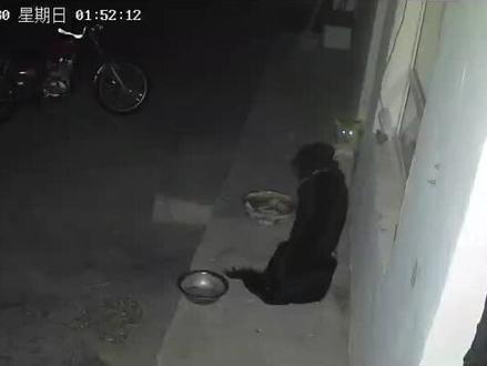 #看家护院 这狐狸也太猖狂了吧?进院里和狗打架,结果