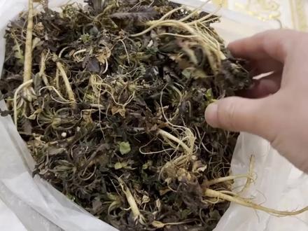 它才是“春天第一鲜”,再贵也要吃,营养鲜嫩正当季,别不懂吃! #野菜 #荠菜