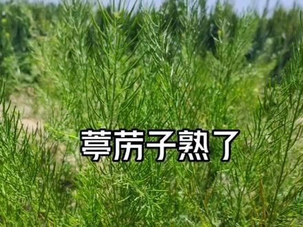 葶苈子和红枣一起煮一煮,懂它当宝,到底有啥珍贵?来了解一下#葶苈子 #麦蒿 #独行菜 #植物百科 #识百草