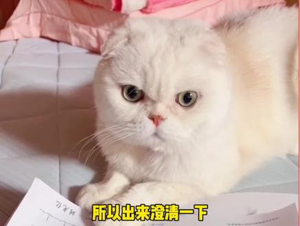 #喵星人 #会说话的刘二豆 终于回来了!这次回来就别走了!