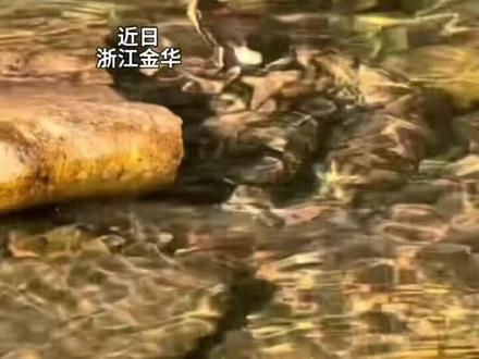 男子带孩子溯溪发现五步蛇藏水中 就离2米远(广州日报)
