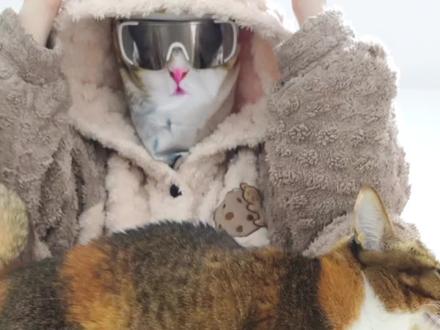 小妮摩托咪启动!每一粒猫粮都是靠自己的努力赚的! #猫托车 #猫咪成精 #万物可爱计划 #我和它的365件小事 #小妮是只摩托车