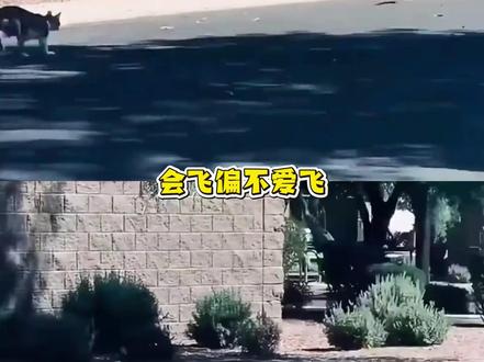 鸟界显眼包走鹃太损了,天天花式戏耍郊狼 #走鹃 #郊狼 #万万没想到 #动物的迷惑行为