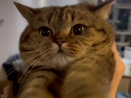 小猫咪的腰围竟然比妈妈头围还大!!
虎虎这两天去体检啦,一切指标都正常!科学喂养,定期体检,有问题早发现早调整,为小猫咪的健康保驾护航。希望全天下的小猫咪都能一辈子健健康康平平安安快快乐乐的长大~#萌宠出道计划#蓝氏体检#蓝氏猫粮#铲屎官的乐趣