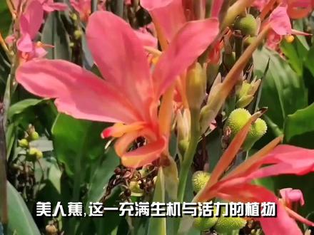 美人蕉怎么养?带你了解养盆栽美人蕉那点事 #植物 #种花 #阳台花园 #养花人 #花花草草