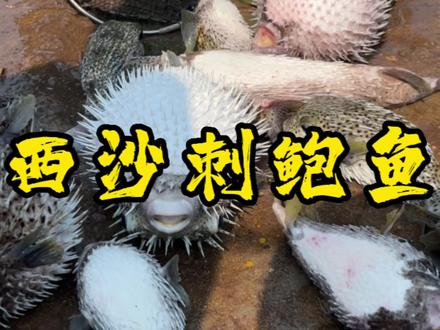 #海鲜原产地 #渔民日常 #刺豚
南海八大奇珍之一刺豚鱼,渔民有句老话,不品刺龟鲜,难懂南海情