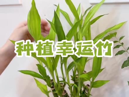 今天种一棵幸运竹,希望今年大家顺顺利利,发发发发#分享家庭养花小常识 #富贵竹 #转运竹 #客厅植物推荐