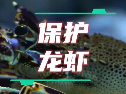 英国竟然要“保护龙虾”了!不让直接煮了!他们这是有憋着坏呢!#动物保护 #英国 #龙虾