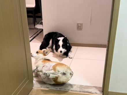 粉丝要求什么我就拍什么之爱爱爱爱爱不完 #不养狗不知道养狗的乐趣 #柯基 #边牧