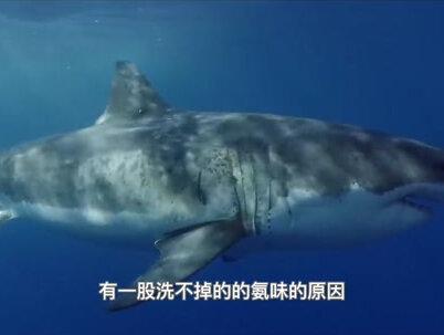 海水很咸,不能直接饮用,那海洋生物是怎么喝到水的? #海龟 #奇妙的动物 #奇妙知识在抖音