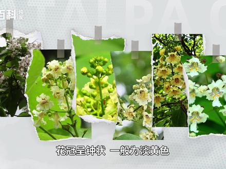 古代王侯建楼阁的必用木材——梓树#梓树