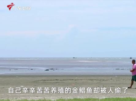 养殖金鲳鱼被盗损失惨重,民警一举打掉犯罪团伙。#南粤警视 #打击违法犯罪 #警察破案