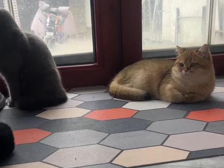 金渐层和蓝猫到底能生出什么猫#宠物知识 #萌宠日常记录