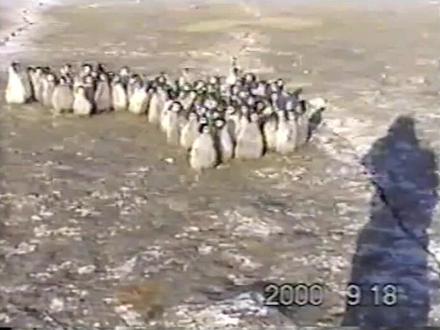 萌萌的帝企鹅幼儿园
#萌知计划 #抖出知识点 @抖音青少年 #帝企鹅 #南极 #中华在南极