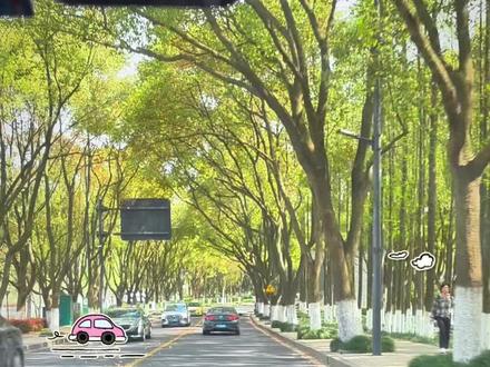 pamg臭但好玩,一起去东兴奶牛场探“鲜”吧‼️
📍地址:嘉兴东兴奶牛场(嘉兴市秀洲区荣中公路王店镇红联村4组)
中间会经过荣中奶牛场,但好像只能买奶制品。
🕐营业时间:07:00-18:00
🎫门票:免费
🅿️停车:停车很方便,有专门的停车场
🐄怎么玩:
开放式的场地,门口买牛奶和草,进去之后找空的地方饿的牛喂就行,大牛小牛都可以。
🍼:牛奶20r一桶,草5r一篮子
🐮:挤奶时间12:30-14:30,可以观看。
👦🏻:虽然环境一般,但是还挺出片的,建议可以给小朋友穿背带裤、小雨靴、防晒帽。
💰买什么:
现场有很多奶制品可以购买
🍦冰淇淋10r一个,第二个半价
🥛鲜奶500ml 8r/瓶 1000ml 15/瓶(保质期4天)
酸奶500ml 10r/瓶 1000ml 17r/瓶(保质期7天)
老酸奶10r/瓶(保质期7天)
奶酪棒4.5r/根 40r/10根(保质期冷冻15天)
还有好多产品,不一一列举啦,虽然排队很长,但基本都不会空手而归,速度很快,不会排很久,不过保质期都不长,建议适量入哦~
#旅行推荐官 #旅行vlog #亲子游玩好去处 #遛娃好去处 #春日遛娃好去处