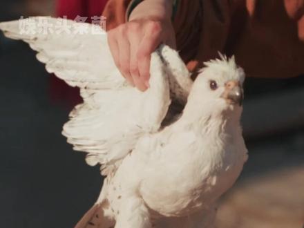 海东青:你们就让本鸟飞来飞去传这些!? #逐玉 #矛隼 #动物 #万万想不到