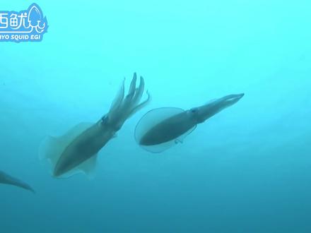 详细了解下大尾鱿 莱氏拟乌贼#抽鱿鱼 #大尾鱿