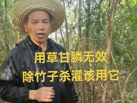 开荒除灌杀竹子,就用环嗪酮,效果真不错!但千万不要滥用!#创作灵感#环嗪酮#除草剂#除竹子@抖音小助手 @抖音热点