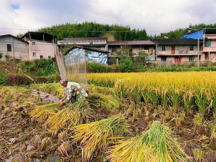 我们平时吃的米饭是如何种出来的,历时五个多月,记录水稻的种植全过程#新农人计划2023 #水稻 #割稻谷 @抖音小助手