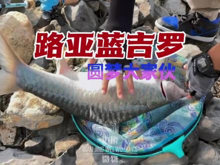 野钓圆梦!终于钓到大体型蓝吉罗🎣 路亚钓手的圆梦时刻!今天终于在野钓时收获了心心念念的大体型蓝吉罗~真的太激动啦!
#原来钓鱼才是抖音顶流运动 #路亚大鱼上岸 #路亚钓鱼 #路亚野钓 #路亚蓝吉罗