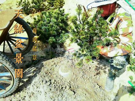 给带泥球的松树桩上盆,修根修枝处理到位以后盆景造型更方便 #盆景制作 #盆景上盆