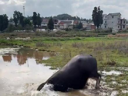 水牛不一定不会溺水#牛气冲天 #潜水 #潜水艇大挑战
