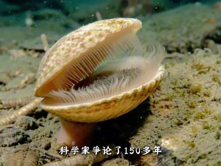 第四集地球通史之寒武纪: 这是一个生命集体登场的辉煌时代。#寒武纪 #科普#科普一下 #地球通史