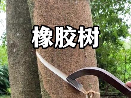 橡胶树割胶过程。#植物科普 #橡胶树 #橡胶树割胶 #割橡胶