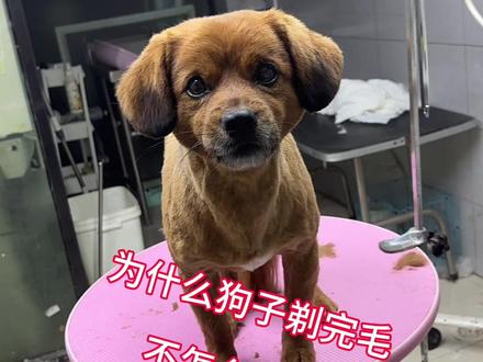 为什么狗子剃完毛长出了的毛不好 #上热门 视频里的狗子每年都会来剃三四次,其实真的没有剃毛的必要,很多狗子剃完毛发现毛没有以前好了或者是很长时间才长出来就是因为视频里说的#剃毛 #宠物店 #volg十亿流量扶持计划 #中华田园犬 @DOU+小助手 @DOU+上热门 @抖加🔥上热门🔥dou+🔥热点宝 @巨量千川