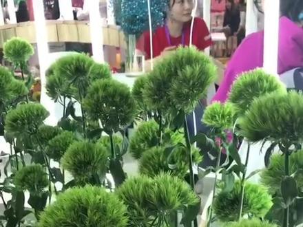 这种绿毛球,我也是第一次见
