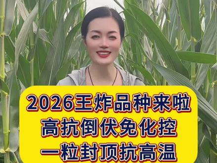 2026王炸品种来啦 #高产玉米种子 #紫根紫杆高产大棒 #国审矮杆大棒王 #矮秆大棒玉米