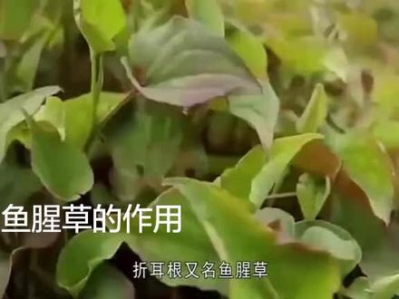 折耳根的功效与作用,别说我没提醒