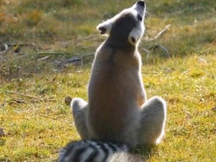 沐浴在阳光下的狐猴看起来非常治愈