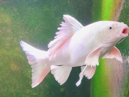 混养须谨慎,切莫贪多。#蝴蝶鲤 #观赏鱼 #水族