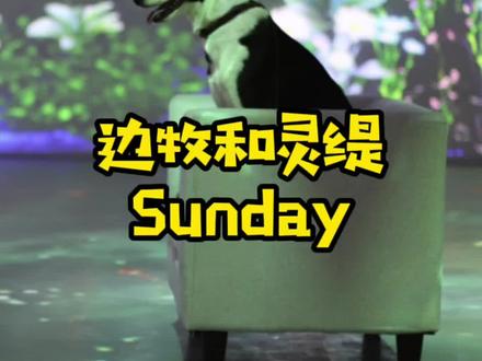 边牧和灵缇,绝了#宠物公园 #边牧 #灵缇 #混血 猜他智商随谁?