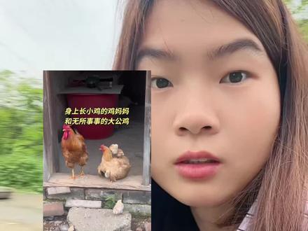 这个大公鸡可杀不得🤣它会给母鸡们让食争食,但不知道为什么看见小鸡来吃就啄😂 #养鸡趣事 #农村生活 #农村 #大公鸡