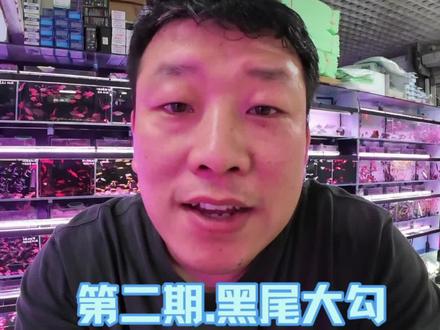 100种观赏鱼系列第2期🔥群游之王黑尾大勾,原产地+饲养混养全攻略,新手闭眼入!堪称养鱼界的“不死小强” 干货持续更新,关注蹲完100期~#观赏鱼 #黑尾大勾鱼 #养鱼教程 #100种观赏鱼 #新手养鱼
