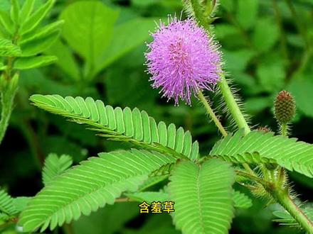 三年级下册第一单元作文:我的植物朋友,范文《含羞草》 #作文范文 #含羞草