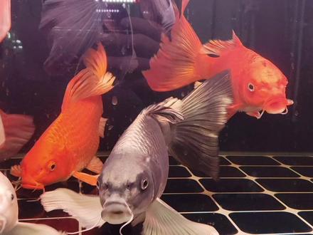 蝴蝶鲤体型有几种?它的观赏价值在于鱼鳍、体型和体色 蝴蝶鲤体型有几种?它的观赏价值在于鱼鳍、体型和体色,怎么养好它#蝴蝶鲤怎么养 #普身蝴蝶鲤 #广温鱼 #观赏鱼 #红色蝴蝶鲤
