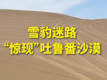 雪豹迷路,“惊现”吐鲁番沙漠……(人民日报记者尚嵘峥)