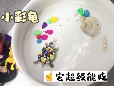 夜市花10元买的小彩龟,不仅生命力顽强而且超级能吃 #可爱的人总是发现可爱的事