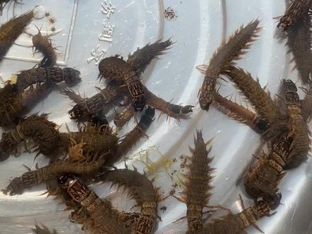 虾巴虫,学名水蜈蚣,蛋白质贼高