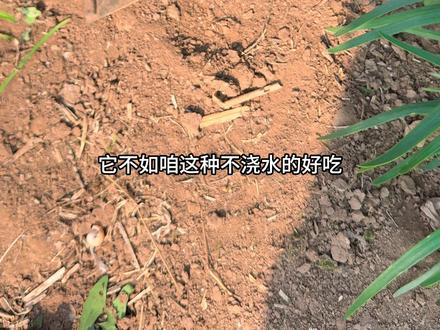 今天继续割春天头茬露天韭菜,鲜嫩鲜嫩的,烙馅饼,包水饺,太香了#韭菜 #农产品