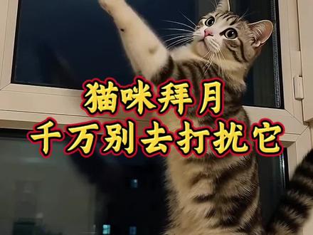 猫咪拜月,不要去打扰它#猫咪#养猫人#养猫经验分享#新手养猫#宠物